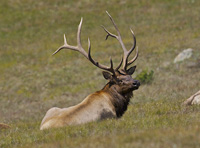 elk